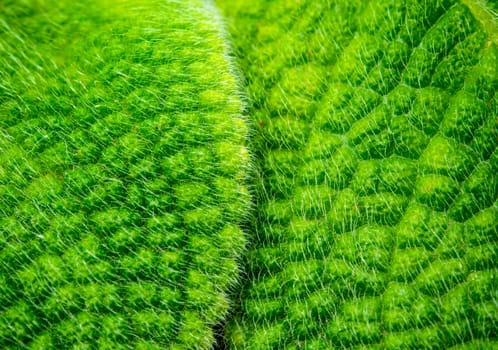 Leaves adorned with thick fur on the leaf surface