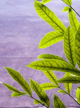 Green leaves of mahogany beside the concrete footpath