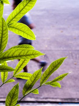 Green leaves of mahogany beside the concrete footpath