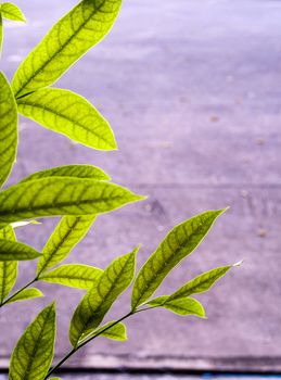 Green leaves of mahogany beside the concrete footpath