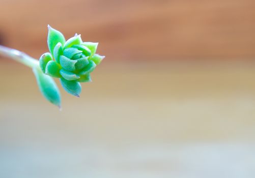 Succulent plant close-up, freshness leaves of Graptopetalum Macdougallii