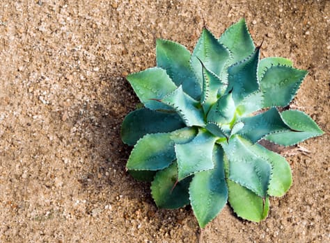 Agave succulent plant Agave potatorum var. verschaffeltii, close up white wax on freshness leaves with thorn of Butterfly Agave