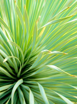 Soft and narrow leaf of Agave succulent plant, Agave Yucca Linearis, freshness leaves with thorn of Linear-Leaf Yucca