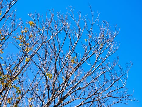 Dried pot of Burma Padauk on deciduous tree in the summer with blue sky background