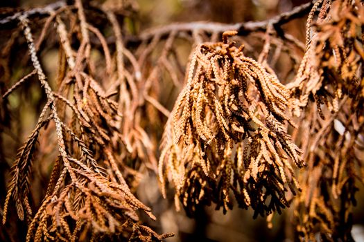 Brown color of dry leaves of dead pine tree