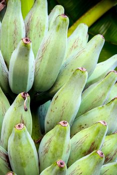 Bunch of raw Silver Bluggoe on a banana tree