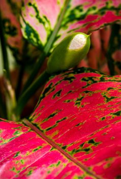 Close-up to detail vivid red and green color on leaf surface of Aglaonema beautiful tropical ornamental houseplant