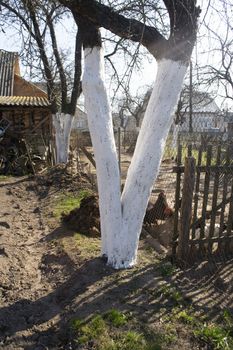 Fruit apple tree trunks whitened with chalk in a spring garden, with white paint to protect against rodents, vertical image