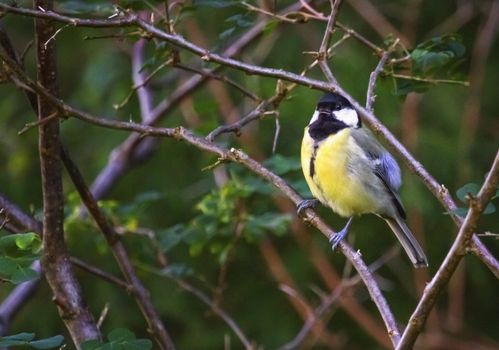Great tit, parus major, standing on a small branch