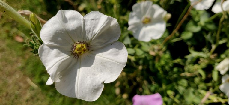 White petunia basking in the sun on a summer in India