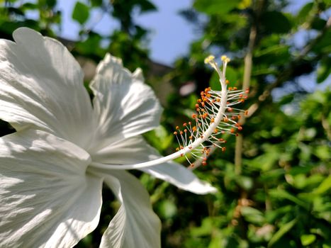 Macro photograph of a white hibiscus in sunlight in Indian summer