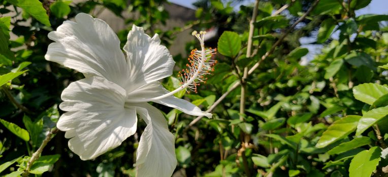 White hibiscus flower in full glory in sunlight in India