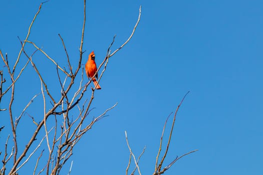 A northern cardinal, a male with vibrant red feathers, is perched on a high branch of a bare tree. Its plumage stands out against a clear blue sky.