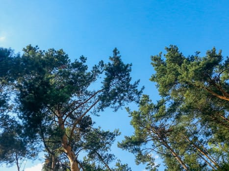 Look up to tree crowns at sunny day