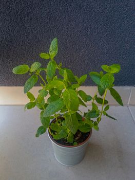 Mint plant planted in metal flowerpot at balcony