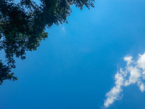 Look up to tree crowns and clouds at sunny day