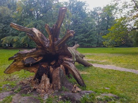 Root of Fallen huge tree on path in south park in Wroclaw 