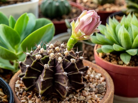 Bud of Gymnocalycium Cactus flower