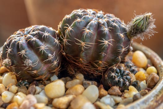 A small bud of Echinopsis Cactus flower