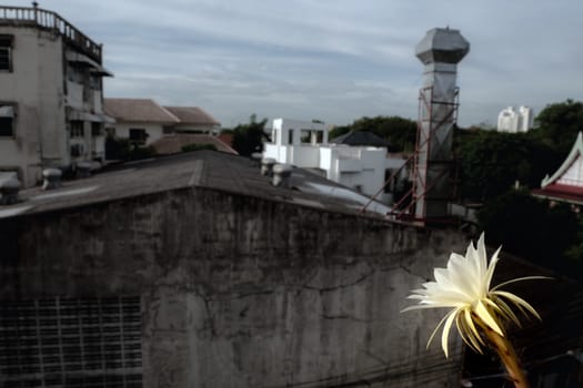 White color delicate petal with fluffy hairy of Echinopsis Cactus flower and the building in the city background