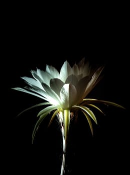 White color delicate petal with fluffy hairy of Echinopsis Cactus flower in hard light on black background