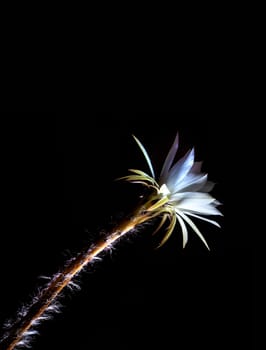 White color delicate petal with fluffy hairy of Echinopsis Cactus flower in hard light on black background