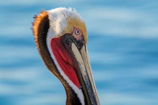 Portrait of a brown pelican facing the Atlantic ocean
