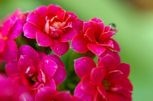 Red kalanchoe closeup