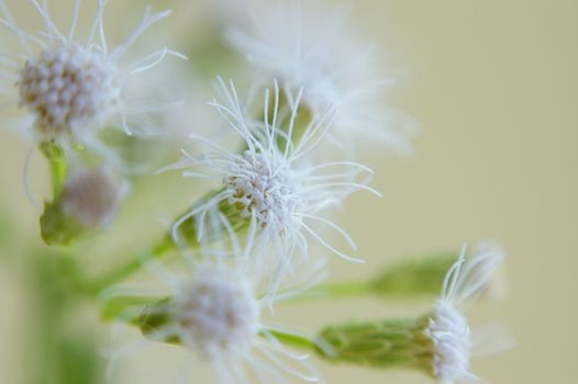 White small flower " Siam weed " if the weather not dry it will not bloom.