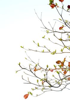 Red leaves and fresh leaves of sea-almond tree