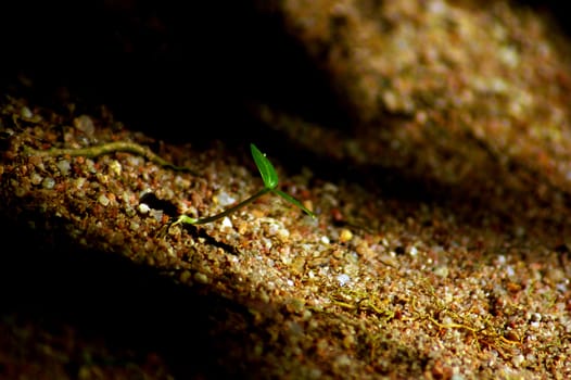 Young plant on sand