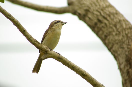 Brown Shrike winter visitor