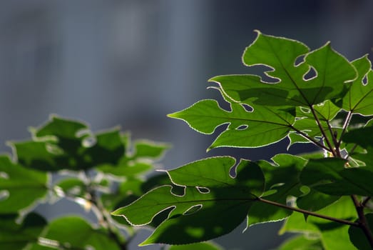 Rim light green leaves