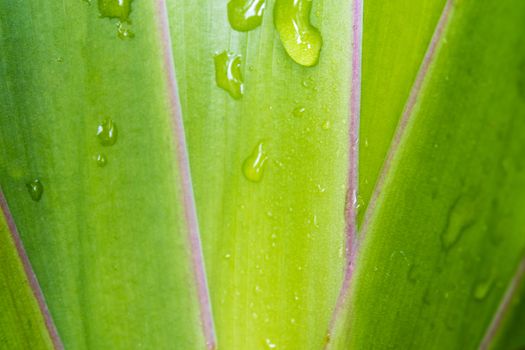 Leaves of Cola De Gallo ornamental plant as background