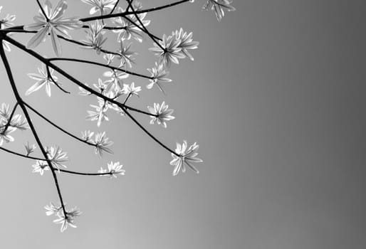 freshness leaves of cannonball tree on sky and sunlight background