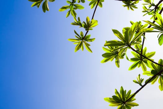 freshness leaves of cannonball tree on blue sky and sunlight background