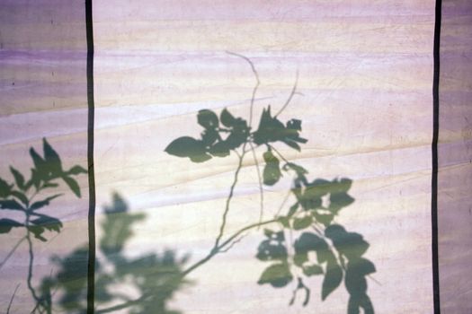 Shadow of Golden shower tree on white Canvas