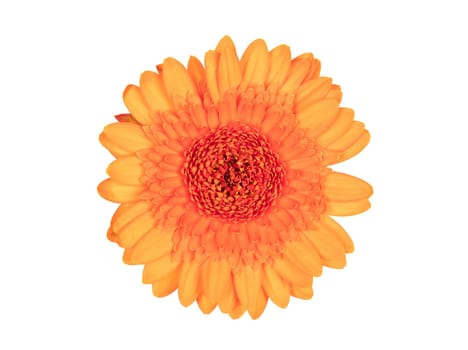 Gerbera flower isolated on a white background, orange