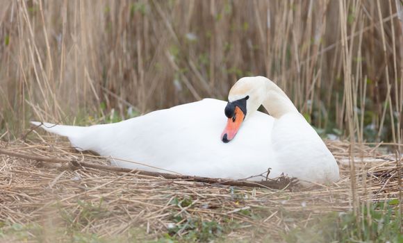 White swan on a nest in the Netherlands