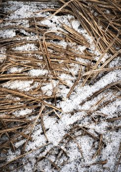 seasonal background dry grass sprinkled with snow