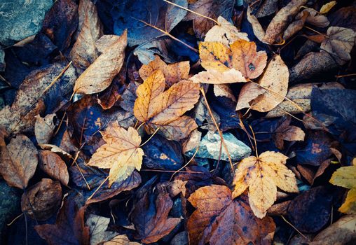 seasonal nature background Autumn background with yellowed leaves