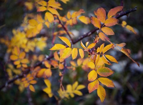 nature background autumn yellow twig wild Rose