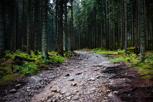 nature seasonal background Dark spruce forest after rain