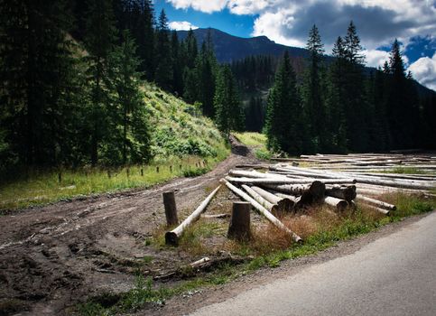 nature background Wood dump near high spruce forest