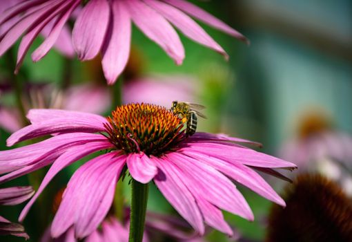 nature background bee collects nectar on Echinacea