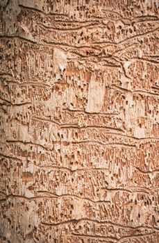 abstract background or texture beetle paths on a tree trunk