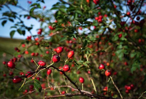 seasonal nature Autumn background with red wild Rosa canina