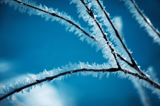 seasonal background Detail on frozen twig