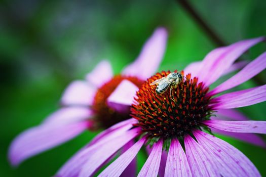 nature seasonal background wet bee on echinacea