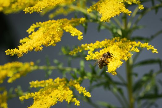 nature background flower of goldenrod with drinking bee